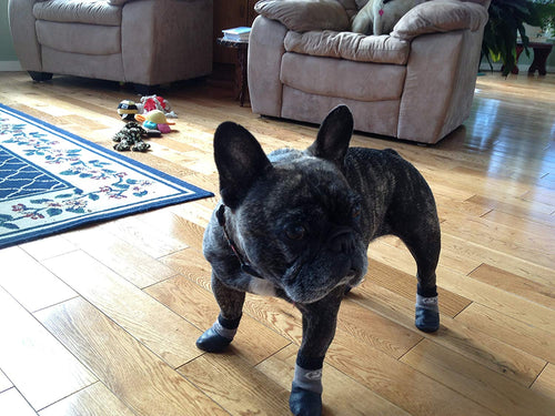 Frenchie Socks (for dogs)
